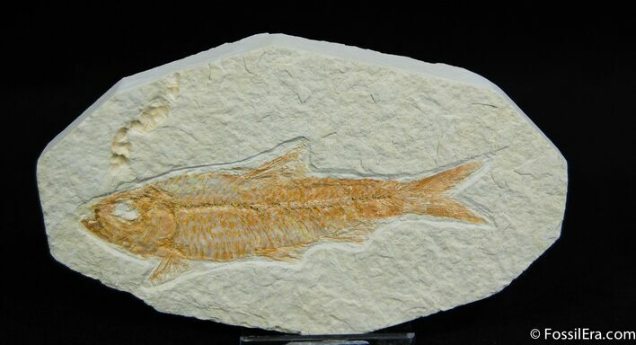Good Sized Knightia Fish Fossil #18